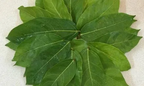 Ăn 1 nắm lá này "muôn vàn" lợi ích cho sức khỏe, giá rẻ bèo mà ít ai để ý