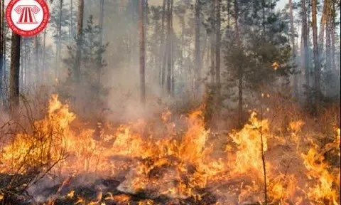 Hà Tĩnh: Gây cháy rừng, người đàn ông bị phạt 90 triệu đồng
