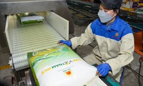 Xuất khẩu gạo sang EU: Còn nhiều dư địa tăng trưởng