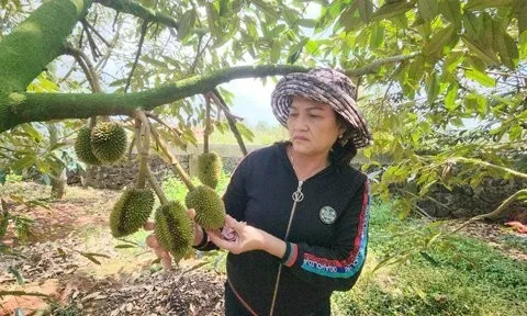 Đắk Lắk: Nỗ lực bảo vệ những vườn cây “tiền tỷ”