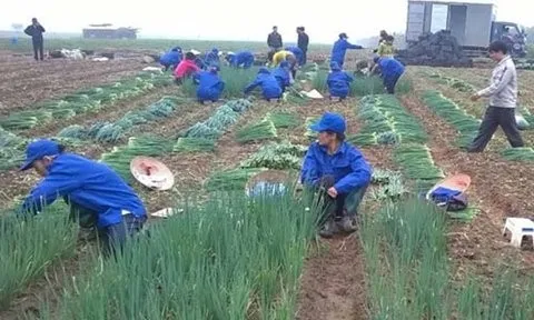 Giá nông sản hôm nay 25/5: Cao su tăng liên tiếp, hành lá được mùa, măng cụt Lái Thiêu giá cao