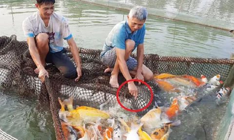 Anh nông dân bỏ túi 1 tỷ đồng nhờ nuôi con vật thích nước "hiền như đất"