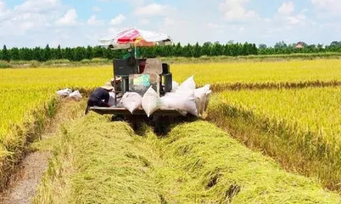 Cơ hội gia tăng giá trị hạt gạo Việt