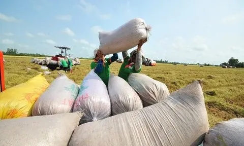 Sớm hoàn thiện hành lang pháp lý cho xuất khẩu gạo