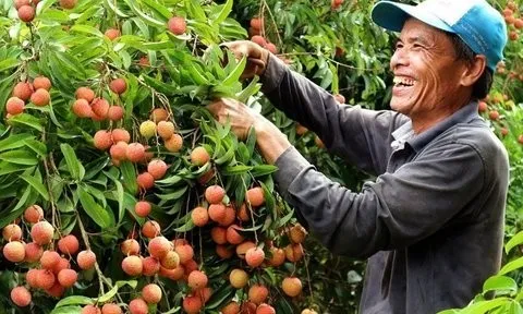 Giá nông sản hôm nay 27/5: Vải thiều Thanh Hà vào mùa được giá, dứa Quỳnh Lưu đắt hàng