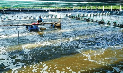 Cà Mau đầu tư hơn 20.000 tỷ đồng để phát triển ngành tôm đến năm 2030
