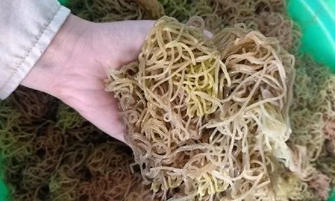 Đặc sản “bún sông” xưa không ai ngó, nay đem bán giá 100.000 đồng/kg