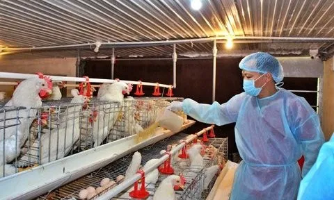 Bộ NN&PTNT đề nghị xử lý vận chuyển trái phép, nhập lậu giống vật nuôi