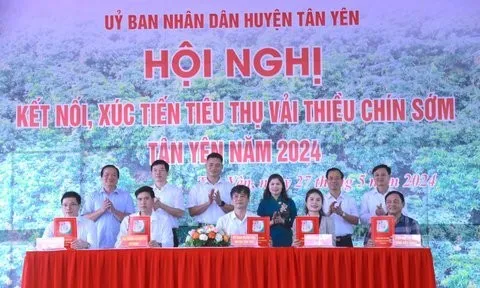 Tích cực kết nối, đẩy mạnh tiêu thụ trái vải Bắc Giang trên thị trường