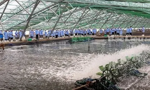 Tổ chức các đợt cao điểm thanh tra tại các vùng nuôi tôm trọng điểm