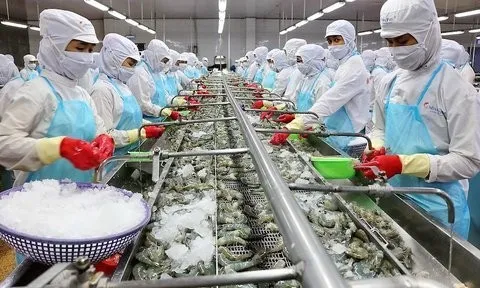 Xuất khẩu tôm vào EU: Cần có chiến lược tiếp cận thị trường bài bản