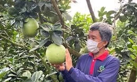 Giá nông sản hôm nay 28/5: Bưởi da xanh Bến Tre khởi sắc, ngó sen Hà Tĩnh giá cao