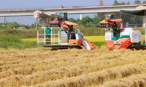 Nông dân kiếm hàng trăm triệu từ thứ vứt bỏ đầy đồng
