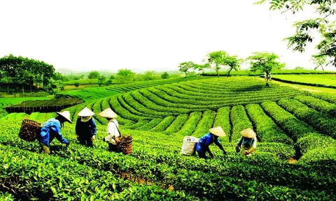Phê duyệt thành viên Ban Chỉ đạo quốc gia về kinh tế tập thể