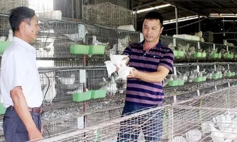 Anh nông dân bỏ túi 300 triệu đồng/năm nhờ nuôi con "chỉ ăn với đẻ"