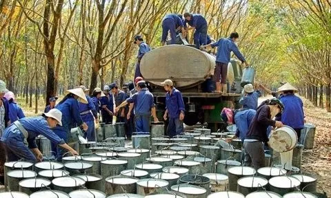Tập đoàn Công nghiệp Cao su Việt Nam bầu bổ sung nhiều lãnh đạo