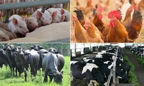 Ba giải pháp cho ngành chăn nuôi vững đà tăng trưởng năm 2024