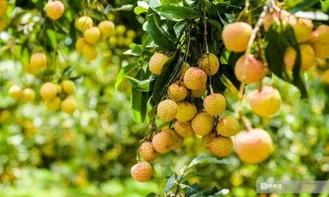 Chung tay để trái vải "phủ sóng" trên các sàn thương mại điện tử