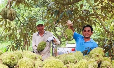 Bà Rịa-Vũng Tàu: Sầu riêng mất mùa nhưng được giá, nông dân vẫn có lãi