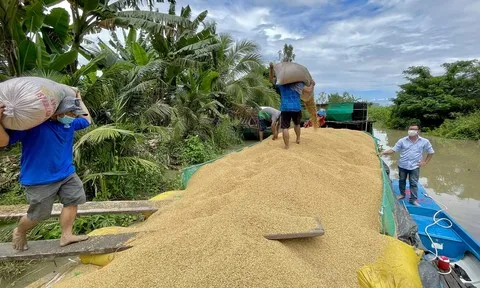 Thế giới thiếu 7 triệu tấn gạo: Cơ hội "vàng" cho Việt Nam xuất khẩu?