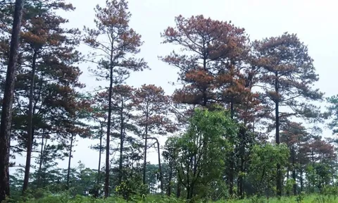 Lâm Đồng: Điều tra vụ đầu độc 52 cây thông ba lá