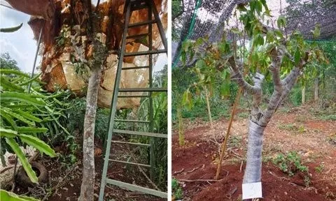 Triệt phá nhóm đối tượng trộm cắp cây cảnh tại Đắk Lắk