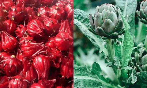 Loại hoa tốt cho gan, thận và quét sạch mỡ máu, chợ Việt bán đầy