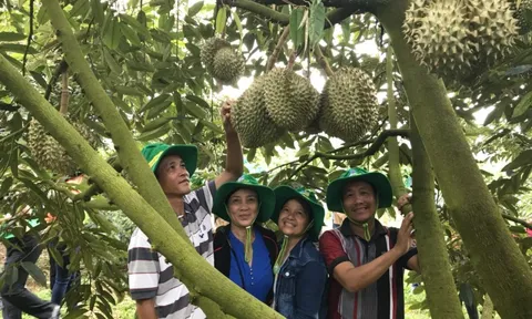 Phân bón Phú Mỹ: Bí quyết cho cây dưa và sầu riêng ở miền Trung-Tây Nguyên những mùa bội thu