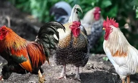 100 con gà hoang xuất hiện làm cả làng "mất ăn mất ngủ"