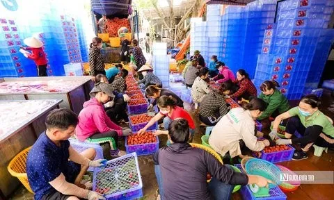 Thành lập Ban Chỉ đạo quốc gia về kinh tế tập thể