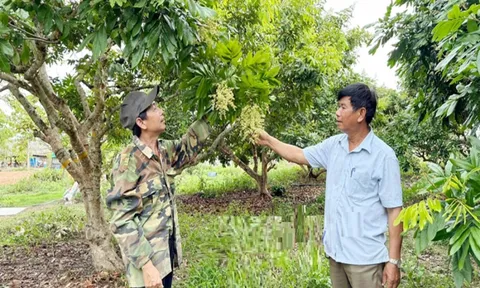 Anh nông dân đút túi hàng tỷ đồng nhờ trồng cây có quả "ngọt ngào khó quên"