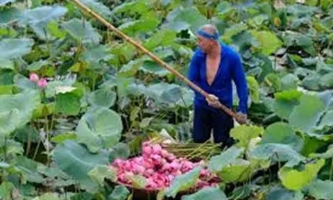 Giá nông sản hôm nay 31/5: Khoai lang tăng gấp đôi, dừa tăng gấp ba, sen đầu mùa đắt hàng