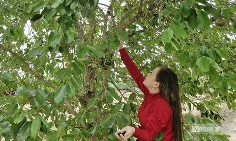 Mùa trâm ở vùng Thất Sơn