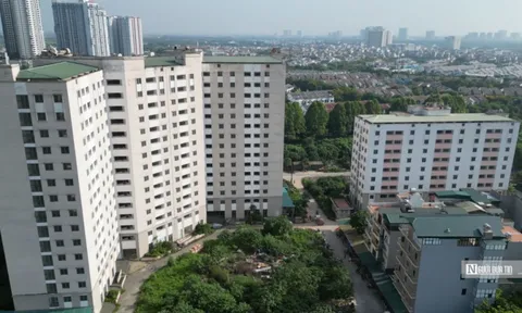 Dự án tái định cư hơn 700 tỷ đồng biến thành nơi trồng rau, nuôi vịt