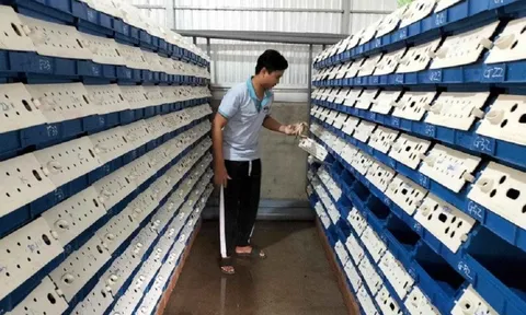 Anh nông dân 9X kiếm bộn tiền nhờ nuôi con “hiền lành” trong hộp nhựa