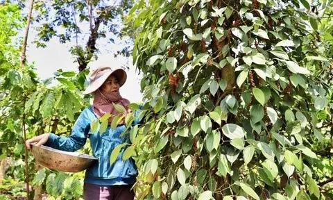 Tận dụng lợi thế tăng giá, xuất khẩu hồ tiêu đặt mục tiêu 1 tỷ USD