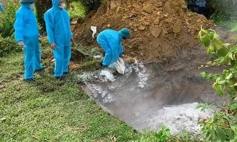 Điều tra việc hàng chục con lợn chết bị vứt dưới sông Ngàn Trươi