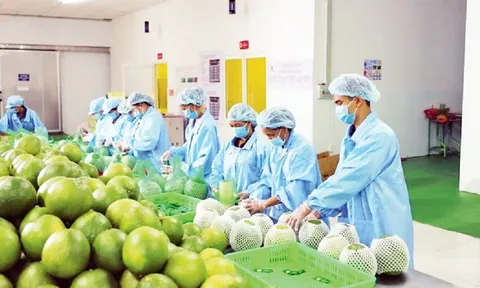 Xuất khẩu nông lâm thủy sản 5 tháng đầu năm: Ấn tượng những con số và thách thức đường dài