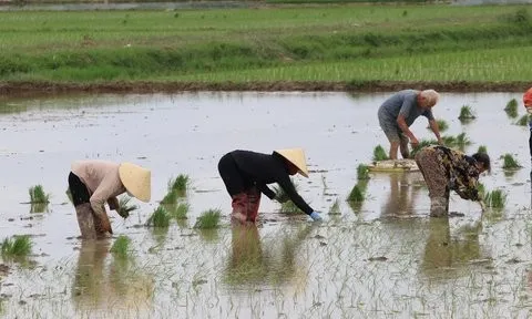 Trả gần nửa triệu/ngày, chủ ruộng vẫn "vàng mắt" tìm người cấy thuê