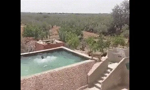 Clip: Chủ giả vờ chết đuối để xem chó có cứu được không và cái kết