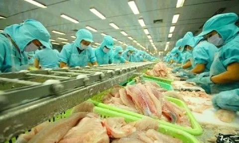 Giá xuất khẩu cá tra dự báo tăng 10% trong quý 3/2024