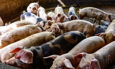 Giải quyết ô nhiễm môi trường tại dự án nuôi heo Công ty Làng Việt Nam