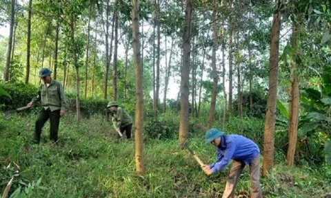 Ngành lâm nghiệp Việt Nam sẵn sàng thích ứng với EUDR