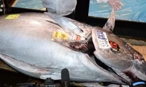 Con cá giá 45 tỷ đồng, vẫn có đại gia quyết xuống tiền mua