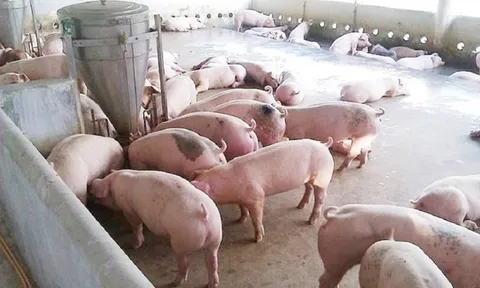 Thiếu hụt nguồn cung, giá thịt lợn hơi tăng mạnh