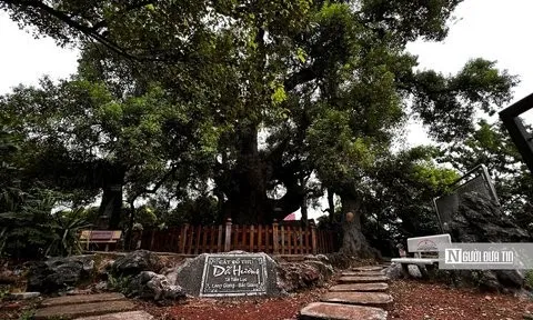 “Thần mộc” giúp Bắc Giang giữ gìn ký ức lịch sử, tạo sức hút du lịch