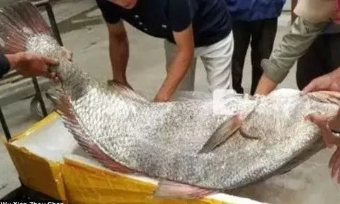 Nhóm ngư dân bắt được con cá nặng 47kg có giá 4,1 tỷ đồng