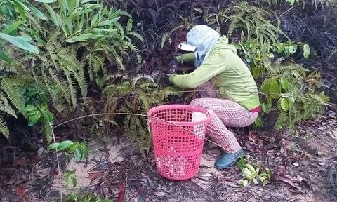 Kiên Giang: Một người bị rắn cắn khi đi hái nấm tràm