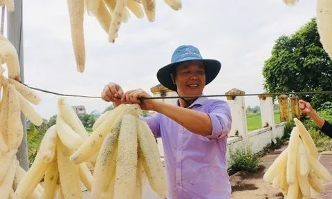 Trồng loài cây có quả được ví như "nhân sâm" trong vườn, người dân có thu nhập khá
