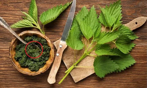 Loại cỏ "kẻ thù nhà nông" trước không ai ngó, nay thành đặc sản giá 120.000 đồng/kg